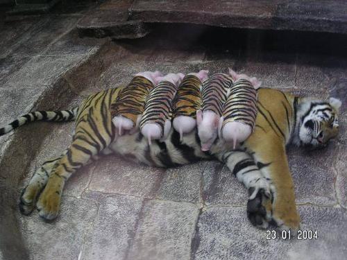 mother tiger with piglets - what a beautiful thing.
