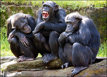 monkey's - monkey see and monkeys do