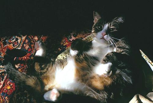 Picture of Tommy - picture of my kitty Tommy in the sun