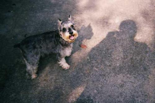 Daphne - Daphne, my rescued Mini-Schnauzer. She was 12 when she passed away. She was full of spit and fire, a great humor and a wonderful companion! I miss her loads.