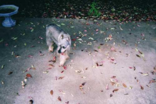 Gunther - This is Gunther, my rescued Mini-Schnauzer. He was 12 when he died. He was a quiet boy, until someone invaded his territory. He loved to be held and followed me everywhere, even in the house. I miss him a lot.