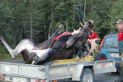 Big Elk - Elk on the trailer.