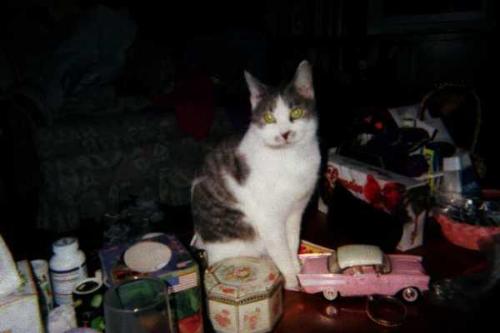 Emma - This is my daughter, Jennifer's rescued cat, Emma. Emma was a very sweet cat who loved to lay in your lap, but played like a kitten, too! She was so neglected when Jennifer found her, and unfortunately, very ill. But she had a good end to her life with someone who loved her.