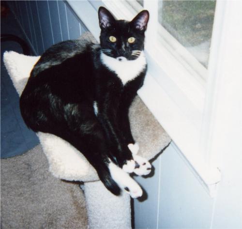 Angel - This is Angel, one of the kittens we adopted from the local Animal Shelter. We adopted his brother, too. What a lot of fun and mischief!