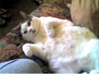 Missy showing off her best side - my big fat skanky cat