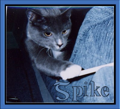 Spike - This is Spike, Angel's brother. Beautiful! He was my special favorite. Angel was Jennifer's. And yes, they were named after Spike and Angel, vampires from Buffy. lol