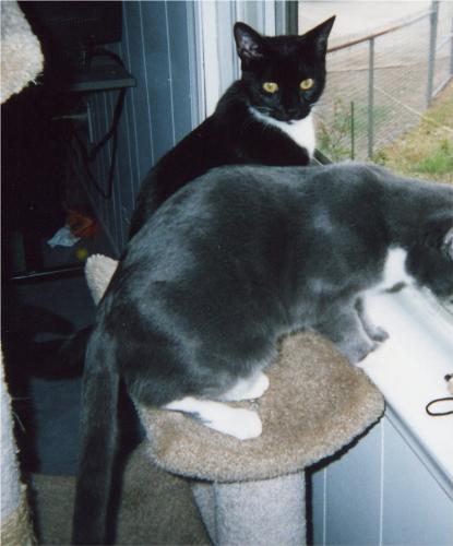 Spike and Angel - Here's Spike and Angel in their favorite spot, watching the birds at the feeders through the window. A lot of fussing in meow-speak went on here! lol