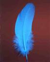 Feather - Blue feather