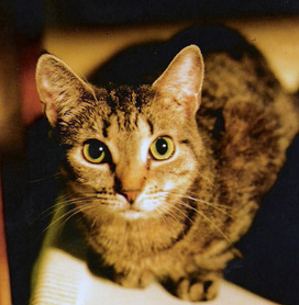 Photo of My Missy--In The Land Of Bast - here's a photo of my Missy who is with me no longer