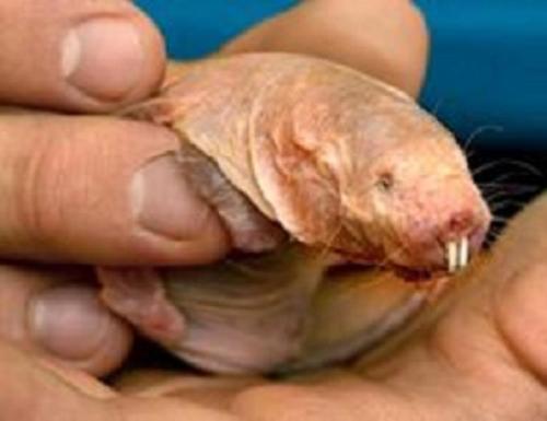 Mole Rat - This is the pic of the Naked Mole Rat