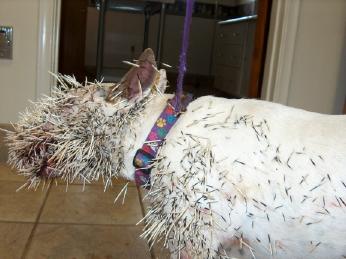Dog Vs Porcupine - Poor dog got in a fight with a porcupine. Dog Vs Porcupine - Poor dog got in a fight with a porcupine.