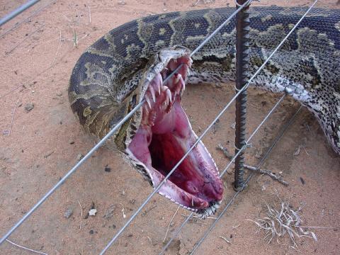 HUGE Snake - This snake ate a sheep whole!!