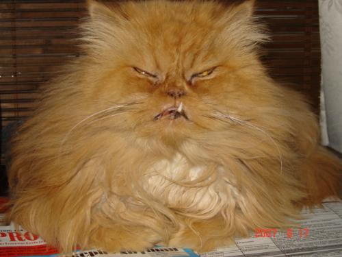 Jenna - Our cat Jenna, doing her demon impersonation