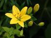 Yellow lily - Yellow lily to cheer Lily of the Thorns up!