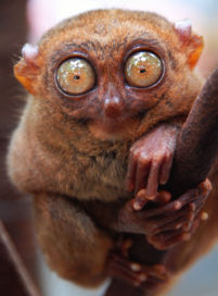 The Tarsier - A Tarsier, the eyes have it.