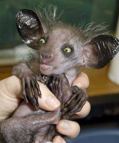 this is a aye-aye - largest nocturnal primate