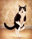 Lily of the Thorns - Lily of the Thorns cat