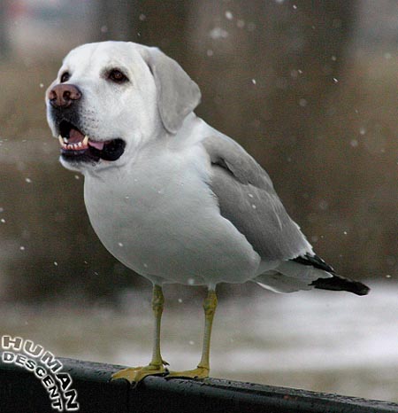 dogbird - it may be your next pet,dogbird dogbird - it may be your next pet,dogbird