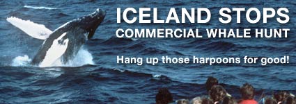 Call on Iceland&#039;s Government to give up whaling - More than 100,000 Greenpeace supporters have now promised to consider a visit to Iceland to go whale-watching if the government stops whaling altogether. The value of those pledges in tourism dollars is in excess of $US 115 million. The government was forced to admit last month that the commercial whale hunt, on the other hand, is a total failure. As you can imagine, the tourist industry in Iceland is on our side on this one, and many Icelanders are questioning the value of continuing the whale hunt.