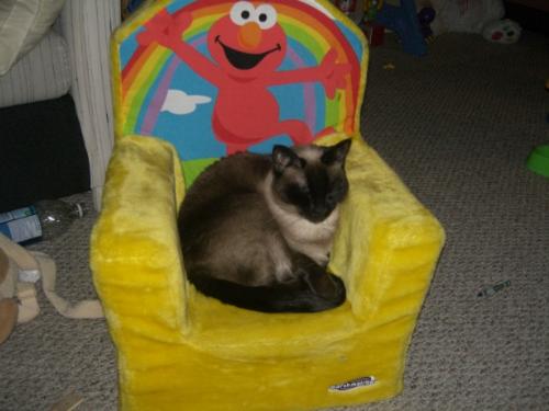My cat - Mina, my 2 year old Siamese, hanging out in my daughter's chair.