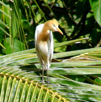 stork - a stork with character