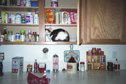 Cat In A Cupboard - Our calico cat jumped up in to the kitchen cupboard while the cupboard door was open.