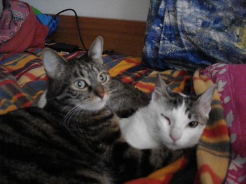 my cats - here are my 2 babies: Mirò (the white one) due to the tortures lost an eye, and nobody wanted her for that reason.