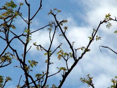 green leaves - green leaves sprouting