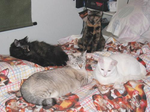 Here are just 4 in bed 3 yrs ago - These are the 4 cats we got in 2003, only the white one was in bed with me the other night