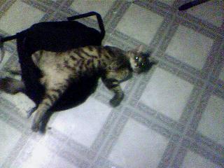 And this time he found his way on top of my daugh - And this time he found his way on top of my daughters bookbag. And this time he found his way on top of my daugh - And this time he found his way on top of my daughters bookbag.