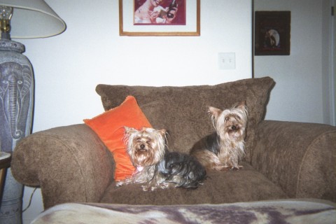 Yorkie Dogs We Babysit - When their masters are away we baysit these 2 cute little yorkies.  One is the mother and the other is the baby.  The mother dog's name is Jasmine and the baby is named Belle.  They are cuties, but really hyper most of the time and barkers when they go outdoors.