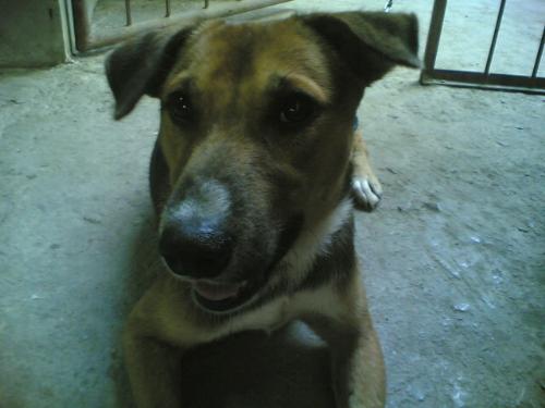 toyi my dog - This is my dog toyi who disappeared just recently and I heard it was eaten by drunkards here in my place.
