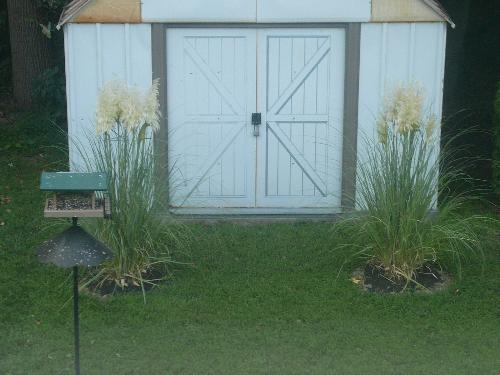 Pampas Grass - Here is my grass that has grown nicely and taking form. I water it every couple of days til October, according to my landscaping friend.