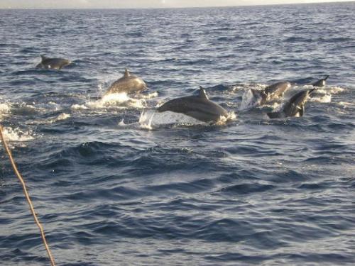 dolphins - dolphin