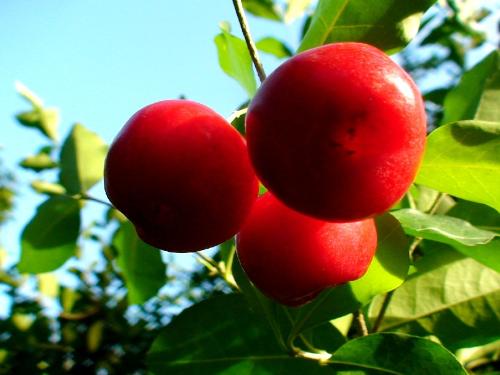 berries - wild berries, red
