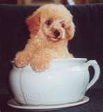 Teacup dog - Runt of the litter
