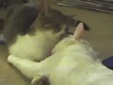 My kitties - Tinkerbell and Diesel
