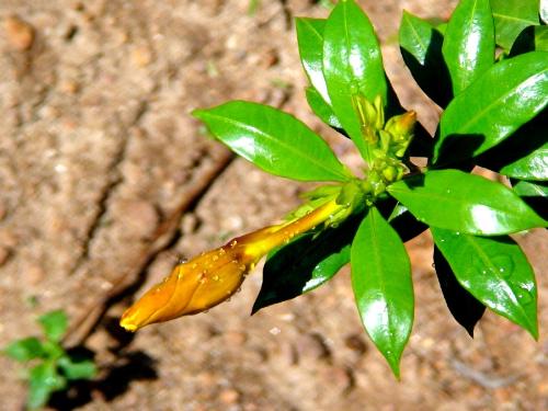 bloom - yellow flower blooming, after rain