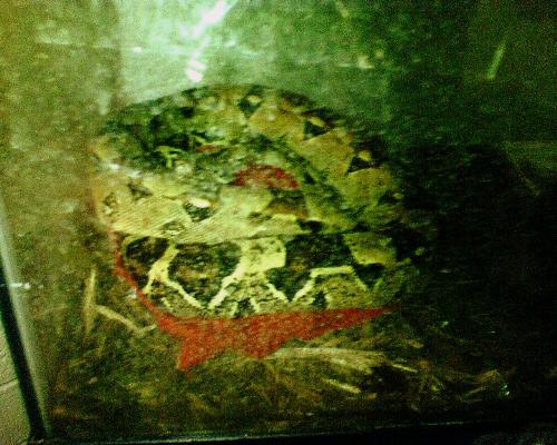 My baby - My baby snake, mean but can be nice