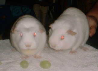 Guinea Pigs - I have two guinea pigs. 