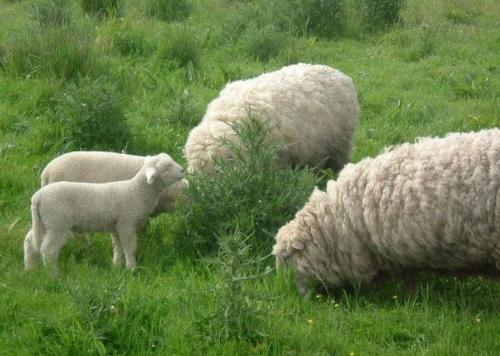 Sheep - Sheep in my back yard