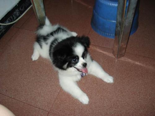 A Black and White Dog of my friend - One of my friends has reared a dog and a cat. They are both black and white. They are as like as twins. Although one is a dog and the other is a cat.The dog and cat are very good friends. I think it it very intresting.