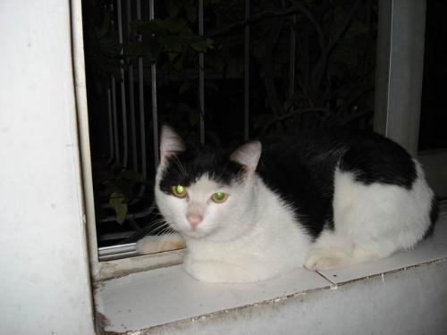 A Black and White Cat of my friend - This is the cat with black and white of my friend who has a black and white dog. Its green eyes look like mysterious and magical.