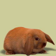 rabbit - small domestic rabbit