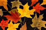 Autumn leaves - Great for crafting.