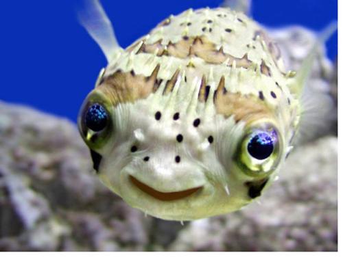 I'm So Happy I Could Grin! - A smiling puffer fish