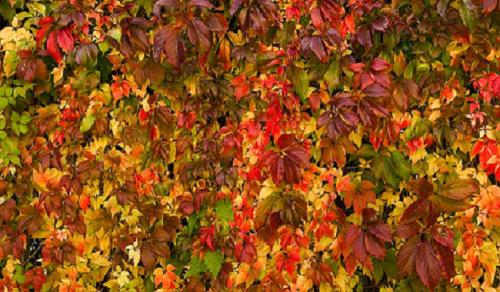 Fall leaf - All the colur a fall leaf can hawe. Fall leaf - All the colur a fall leaf can hawe.