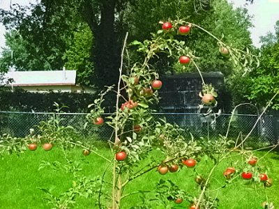 Future Pies etc - My apples ready for baking, eating etc