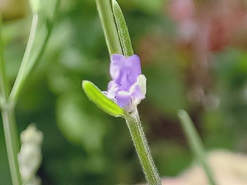 nice Looking - One of the tiny flowers on my Lavendar Plant