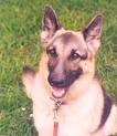 dogs  - my favorite animal